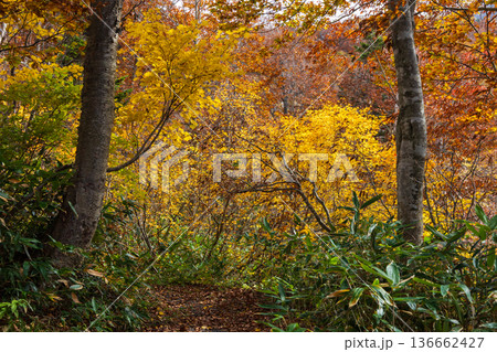 秋の山形蔵王 紅葉の蔵王中央高原 秋の山形蔵王 紅葉の蔵王中央高原 136662427