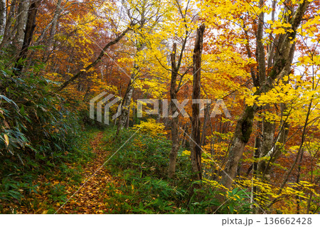 秋の山形蔵王 紅葉の蔵王中央高原 秋の山形蔵王 紅葉の蔵王中央高原 136662428