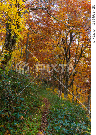 秋の山形蔵王　紅葉の蔵王中央高原 136662429