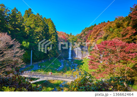 静岡県富士宮市の紅葉の白糸の滝と滝見橋 静岡県富士宮市の紅葉の白糸の滝と滝見橋 136662464