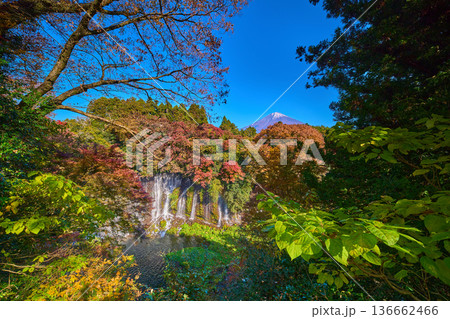 静岡県富士宮市の紅葉の白糸の滝と富士山を見る 静岡県富士宮市の紅葉の白糸の滝と富士山を見る 136662466