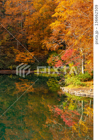 秋の山形蔵王　紅葉の蔵王中央高原　ドッコ沼 136662509