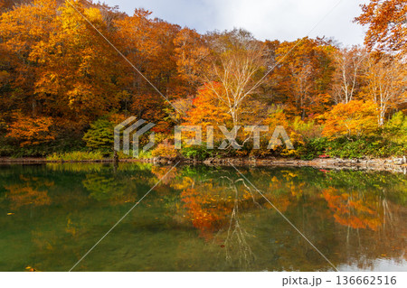秋の山形蔵王　紅葉の蔵王中央高原　ドッコ沼 136662516