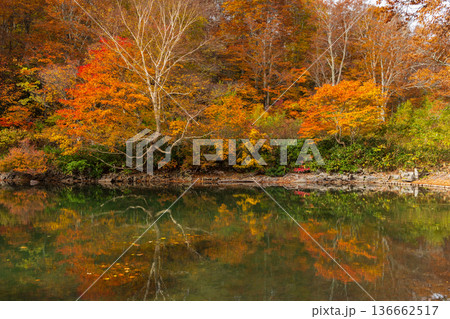 秋の山形蔵王　紅葉の蔵王中央高原　ドッコ沼 136662517