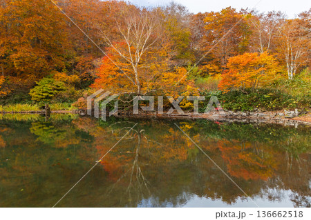 秋の山形蔵王　紅葉の蔵王中央高原　ドッコ沼 136662518