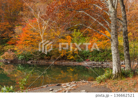 秋の山形蔵王　紅葉の蔵王中央高原　ドッコ沼 136662521
