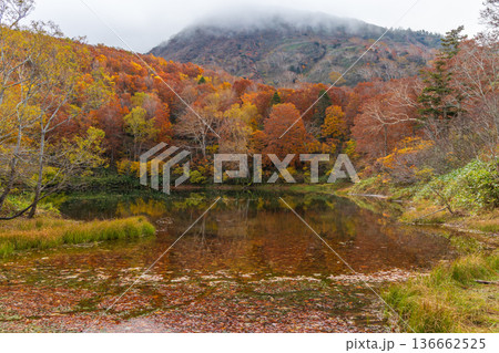 秋の山形蔵王　紅葉の蔵王中央高原　片貝沼 136662525