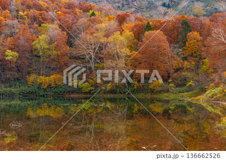 秋の山形蔵王　紅葉の蔵王中央高原　片貝沼 136662526