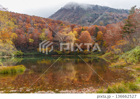 秋の山形蔵王　紅葉の蔵王中央高原　片貝沼 136662527
