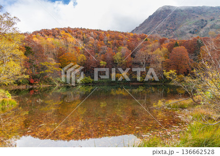 秋の山形蔵王　紅葉の蔵王中央高原　片貝沼 136662528