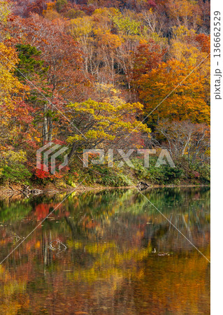 秋の山形蔵王 紅葉の蔵王中央高原 片貝沼 秋の山形蔵王 紅葉の蔵王中央高原 片貝沼 136662529