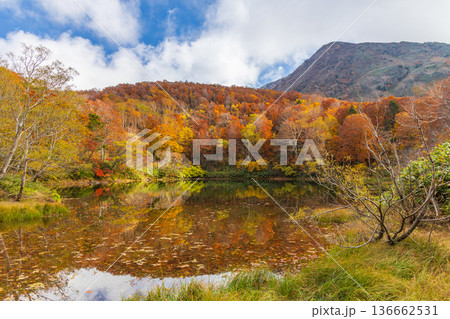 秋の山形蔵王　紅葉の蔵王中央高原　片貝沼 136662531