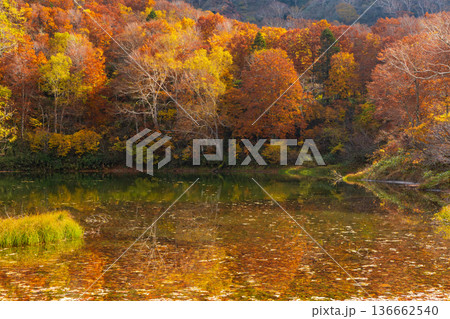 秋の山形蔵王　紅葉の蔵王中央高原　片貝沼 136662540
