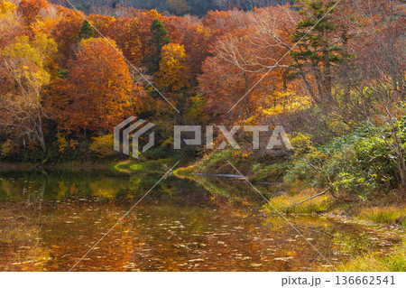秋の山形蔵王 紅葉の蔵王中央高原 片貝沼 秋の山形蔵王 紅葉の蔵王中央高原 片貝沼 136662541