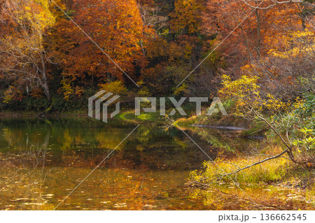 秋の山形蔵王 紅葉の蔵王中央高原 片貝沼 秋の山形蔵王 紅葉の蔵王中央高原 片貝沼 136662545
