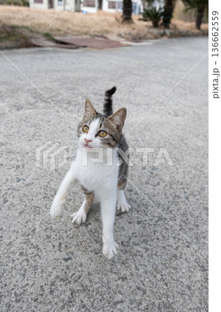 パンチを出す可愛い猫 パンチを出す可愛い猫 136662559