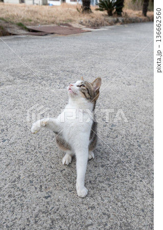 パンチを出す可愛い猫 パンチを出す可愛い猫 136662560