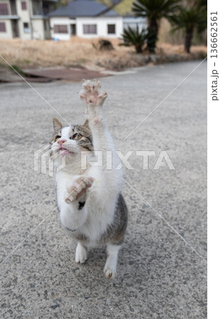パンチを出す可愛い猫 パンチを出す可愛い猫 136662561