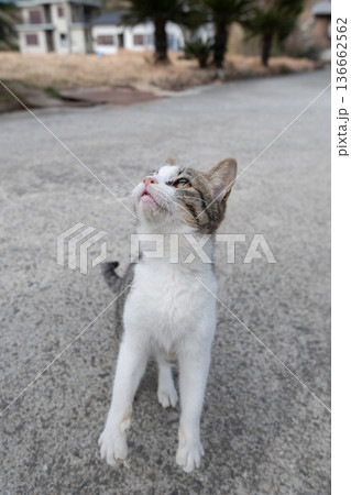 パンチを出す可愛い猫 136662562