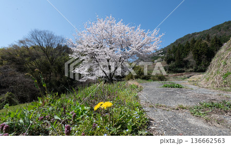 のどかな田舎に咲く満開の桜 136662563