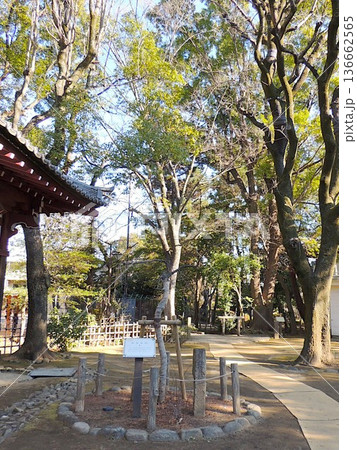 哲学堂公園 幽霊梅跡 哲学堂公園 幽霊梅跡 136662565
