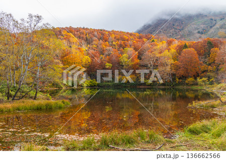 秋の山形蔵王　紅葉の蔵王中央高原　片貝沼 136662566
