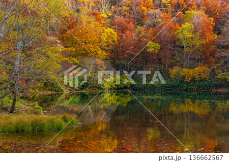 秋の山形蔵王 紅葉の蔵王中央高原 片貝沼 秋の山形蔵王 紅葉の蔵王中央高原 片貝沼 136662567
