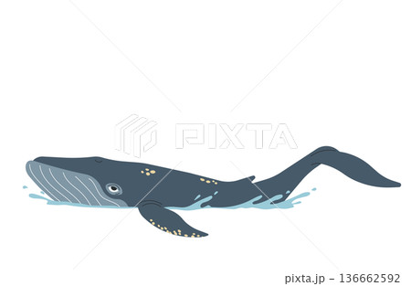大きな鯨のイラスト 136662592