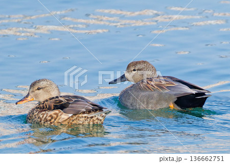 瀬戸内海で泳ぐオカヨシガモのつがい 瀬戸内海で泳ぐオカヨシガモのつがい 136662751