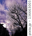 枯れ木と空のある風景 136663003