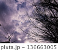 枯れ木と空のある風景 136663005