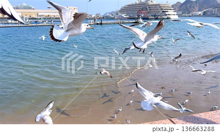 Birds Feed Near Waterfront Scene. Seagulls Gather Close To Shoreline Surroundings. Birds Soaring And Feeding Along Coastlines Near Harbor With Scenic Water Reflections Birds Feed Near Waterfront Scene. Seagulls Gather Close To Shoreline Surroundings. Birds Soaring And Feeding Along Coastlines Near Harbor With Scenic Water Reflections 136663288