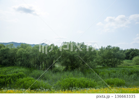 Bicycle path along the Geumgang River Bicycle path along the Geumgang River 136663335