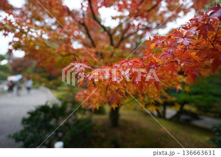 雨に紅葉したもみじ 雨に紅葉したもみじ 136663631