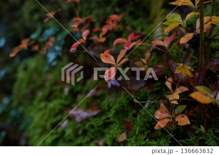 雨に濡れた紅葉したドウダンツツジ 雨に濡れた紅葉したドウダンツツジ 136663632