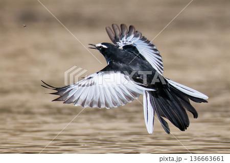 川辺で虫に向かって飛ぶセグロセキレイ 136663661