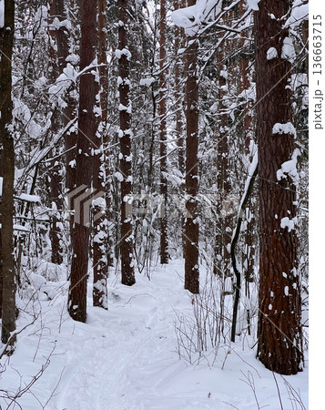 Winter forest trail winding through snow covered pine trees Winter forest trail winding through snow covered pine trees 136663715