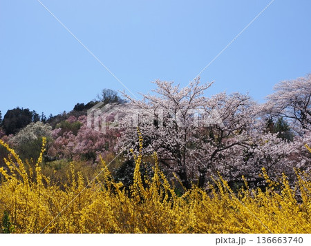春の絶景、福島花見山公園の花桃と菜の花 春の絶景、福島花見山公園の花桃と菜の花 136663740