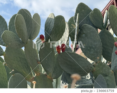 Prickly pear cactus with small red fruits against blue sky background 136663759