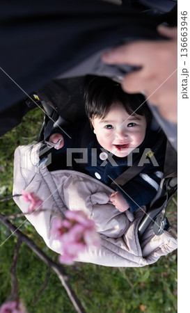 梅の花を見上げるベビーカーの赤ちゃんの縦画像 梅の花を見上げるベビーカーの赤ちゃんの縦画像 136663946