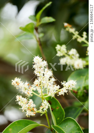 トウネズミモチ	 136664117