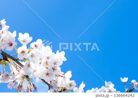 穏やかで爽やかな青空とピンクの桜の花とコピースペース 穏やかで爽やかな青空とピンクの桜の花とコピースペース 136664242