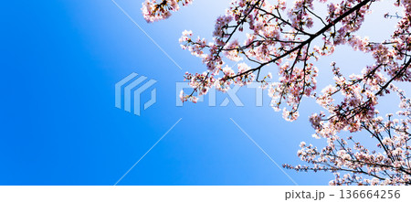 穏やかで爽やかな青空とピンクの桜の花とコピースペース 136664256