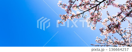 穏やかで爽やかな青空とピンクの桜の花とコピースペース 穏やかで爽やかな青空とピンクの桜の花とコピースペース 136664257