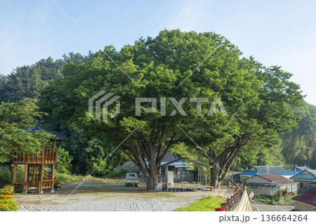 Bicycle path along the Geumgang River Bicycle path along the Geumgang River 136664264