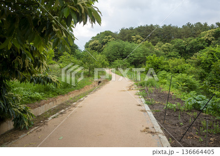 Bicycle path along the Geumgang River Bicycle path along the Geumgang River 136664405