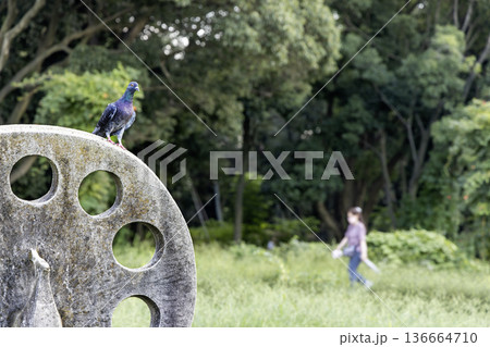 夏の休日、鳩と散歩する女性の景 136664710