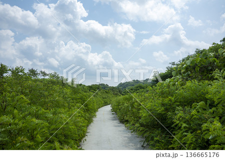 Bicycle path along the Geumgang River Bicycle path along the Geumgang River 136665176