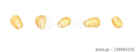 Watercolor single ripe corn grains clip art illustration on isolated background. Mexican maize set for agricultural branding, organic food packaging, farm products, vegan recipe designs 136665235