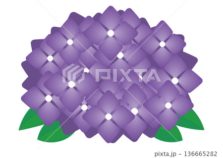 紫のあじさい　シンプル　パスデータ 136665282